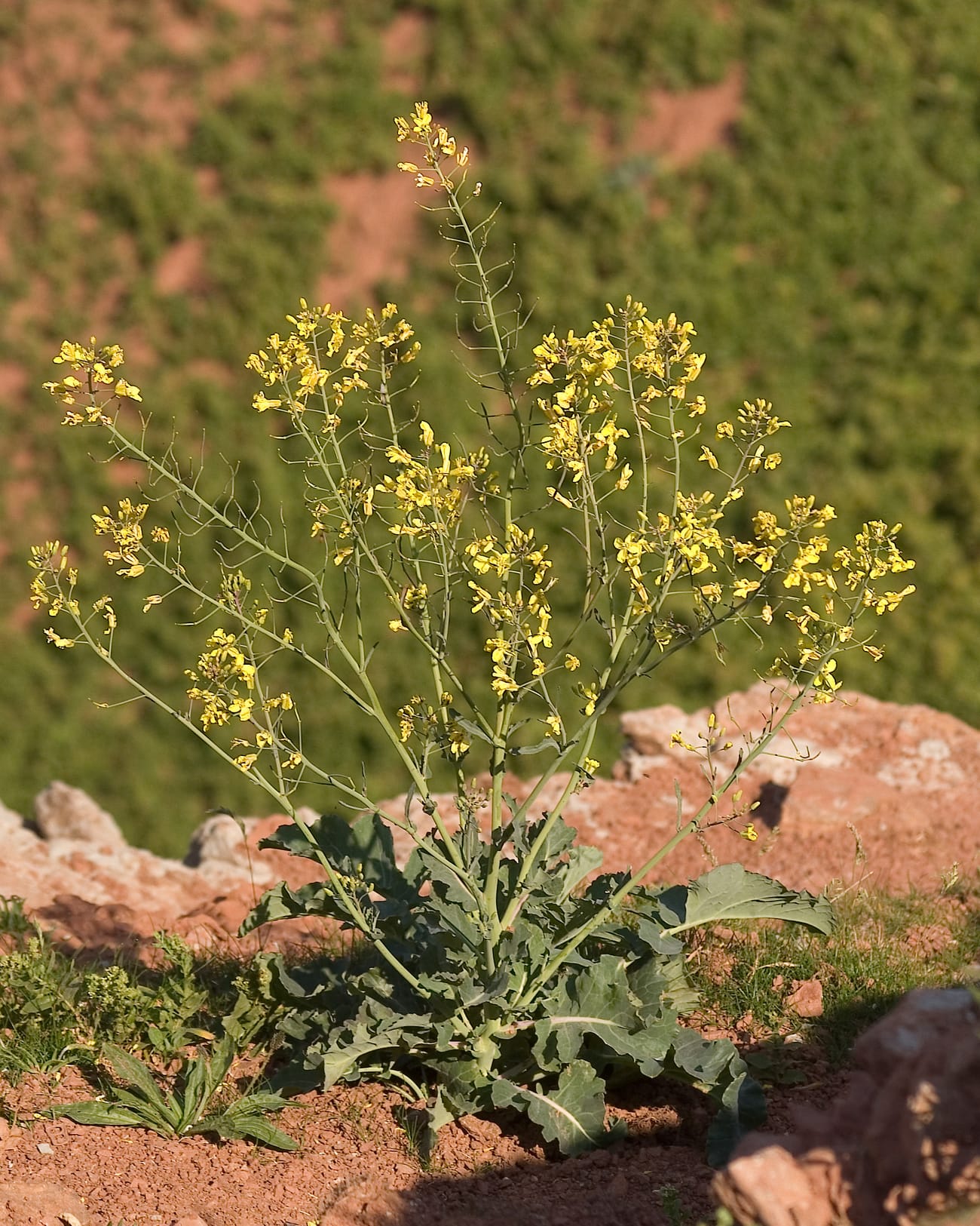 Un chou sauvage poussant sur une falaise maritime : une plante à feuilles épaisses et lâches, sans pomme ni fleur remarquable