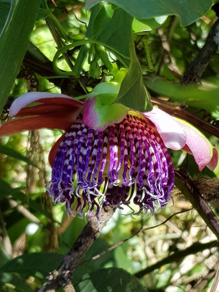 Plante photographiée par Manuel Ferreira