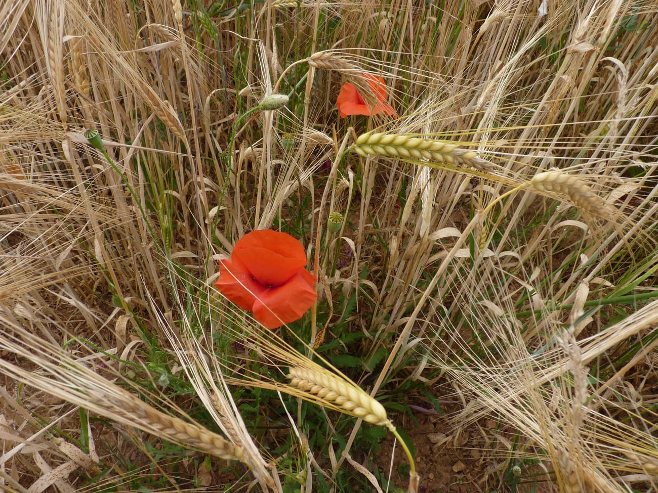 Deux coquelicots ouverts au milieu des épis d’orge mûrs, avec un bouton encore penché, des capsules déjà formées et la terre nue visible entre les tiges