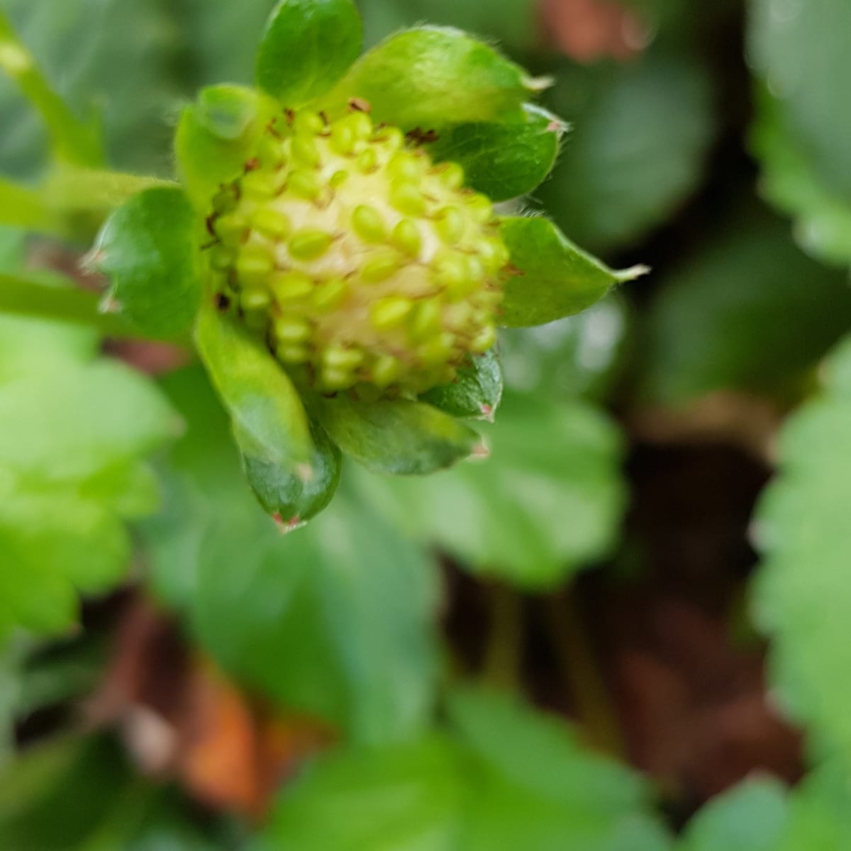 Fraise encore verte, dont toute la surface est hérissée de petits akènes