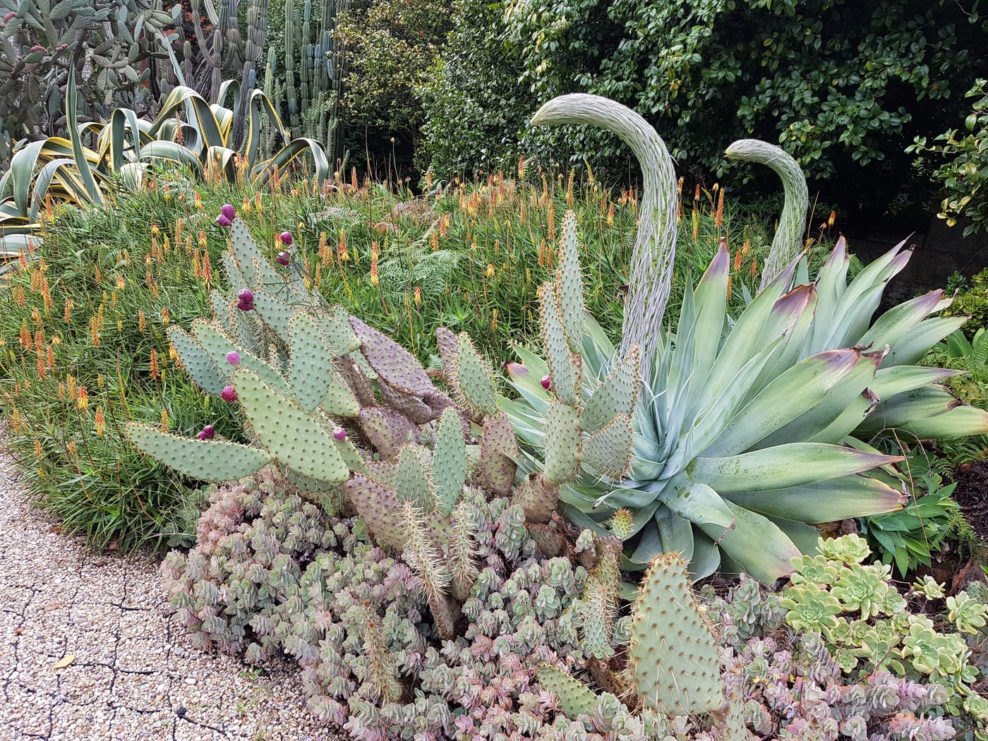 Massif de cactus, agaves et succulentes au jardin botanique de Porto