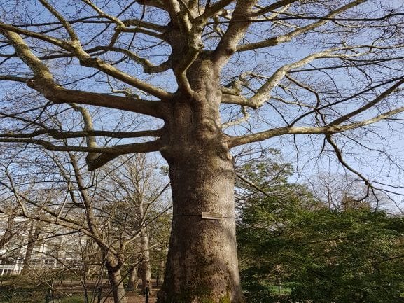 Tribune pour des états généraux de l'arbre et de la forêt