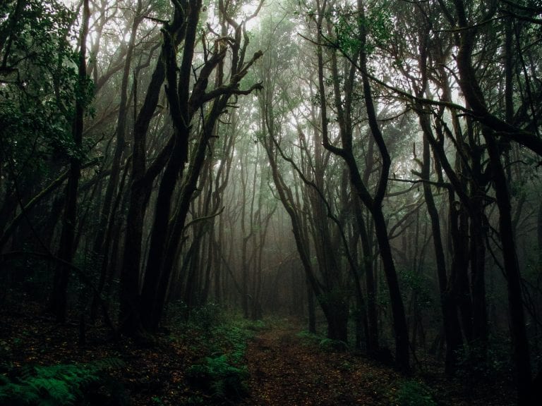 Forêt (Photo de Francesco Ungaro sur Pexels)