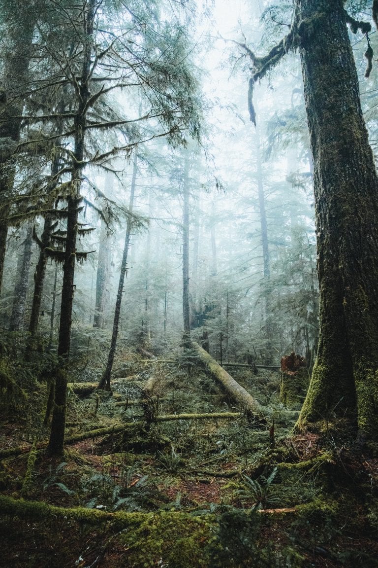 Forêt primaire