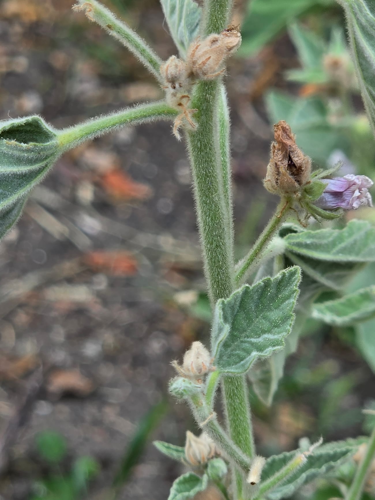 Tige velue de guimauve portant des feuilles duveteuses, un bouton et une fleur rose pâle